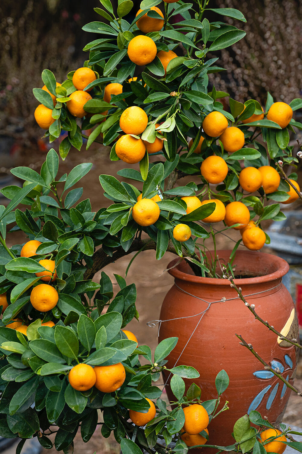 Libraries host online gardening program on tree care